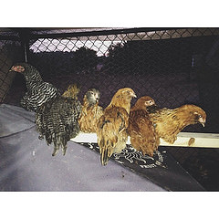 14794903898_0dbf0895f0_m